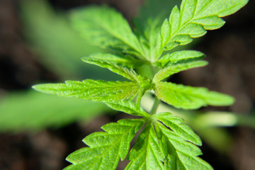 Thematic photo to legalize a plant hemp. Low THC technical cultivar with no drug value. Cannabis seedling, cultivated by hemp farmers to produce different types of CBD products