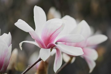 Fototapeta premium Pink Magnolia macro flower during Spring. Soft focus, bokeh and blur in the back. 