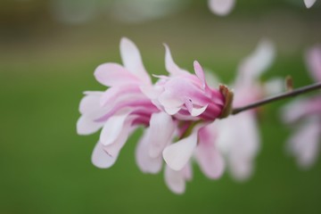 Obraz premium Pink Magnolia macro flower during Spring. Soft focus, bokeh and blur in the back. Green background