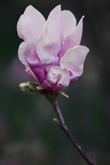 Pink Magnolia macro flower bud during Spring. Soft focus, bokeh and blur in the back. 