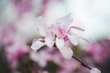 Fototapeta na wymiar Pink Magnolia macro flower during Spring. Soft focus, bokeh and blur in the back. 