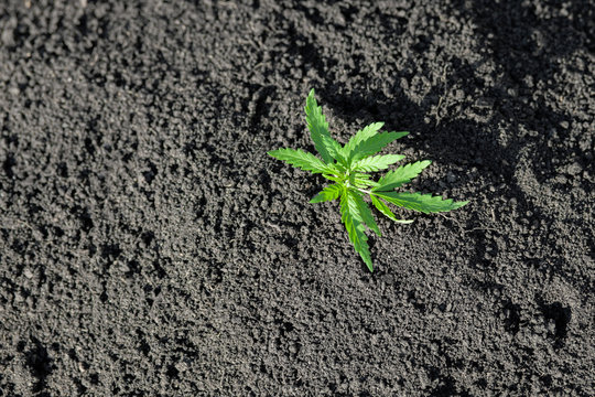 Cannabis seedling, cultivated by hemp farmers to produce different types of CBD products. Low THC technical cultivar with drug value