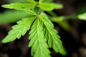 Cannabis seedling, cultivated by hemp farmers to produce different types of CBD products. Low THC...