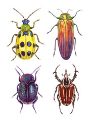watercolor illustrations insects - bugs. hand painting, isolated elements.