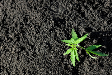 Cannabis seedling, cultivated by hemp farmers to produce different types of CBD products. Low THC...