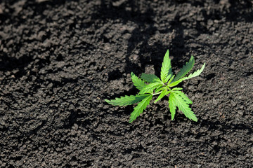 Cannabis seedling, cultivated by hemp farmers to produce different types of CBD products. Low THC technical cultivar with drug value
