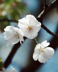 Fototapeta na wymiar Macro of white Japan cherry (Sakura) flower branch. Soft focus and blur, shallow depth of field