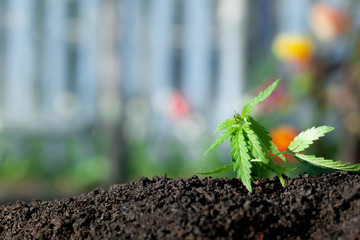 Cannabis seedling, cultivated by hemp farmers to produce different types of CBD products. Low THC...