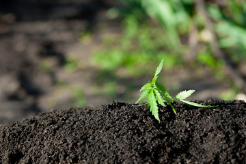 Cannabis seedling, cultivated by hemp farmers to produce different types of CBD products. Low THC...