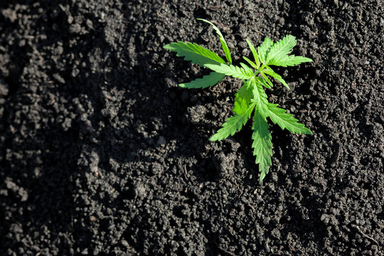 Cannabis seedling, cultivated by hemp farmers to produce different types of CBD products. Low THC technical cultivar with drug value