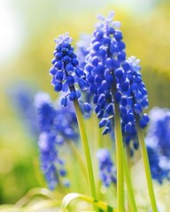 Blue Muscari (Grape hyacinth) flowers in a meadow. Bokeh and blur in the back. Shalow depth of field. Bright, sunny day