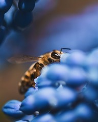 Macro of bee on blue Muscari (Grape hyacinth) flower. Soft focus, bokeh and shallow depth of field.
