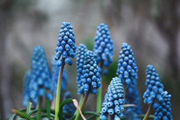 Blue Muscari (Grape hyacinth) flowers in a meadow. Bokeh and blur in the back. Shalow depth of field