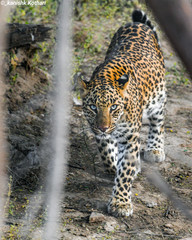 this photo taken in forest of jhalana during wildlife safari it was amazing moment to see leopard coming head on stare