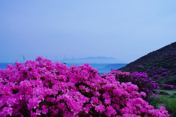 ミヤマキリシマが満開の仙酔峡から見る阿蘇外輪山