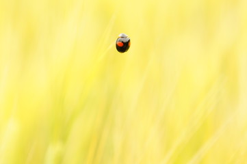 二つ星てんとう虫