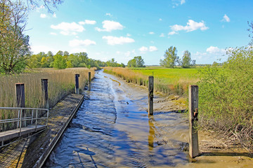 Auenlandschaft an der Unterelbe (Niedrigwasser)