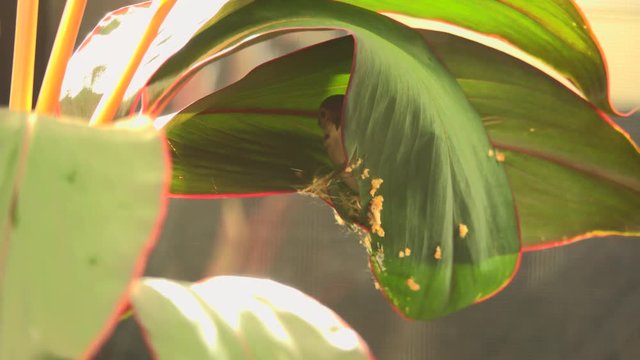 Bird building their nest in breeding period. Common tailorbird preparing a nest  by stitching two leafs of ti plant together with natural white fiber  .