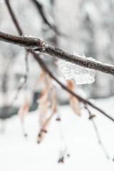 Closeup ice on branch in winter day