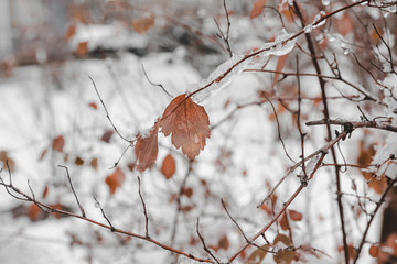 Branch and Leaves Sheathed in Ice. Winter day. Closeup.