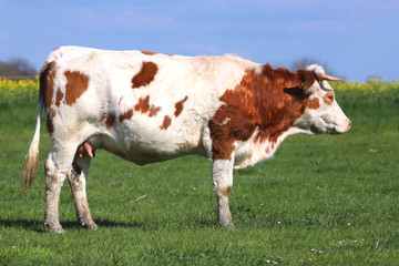 Fototapeta na wymiar Brown cows grazing on green meadow grass landscapes