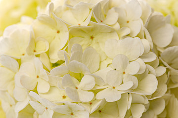 white viburnum flowers in the garden close up - Viburnum opulus common name guelder rose