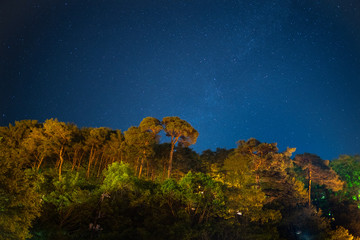 木々と星空