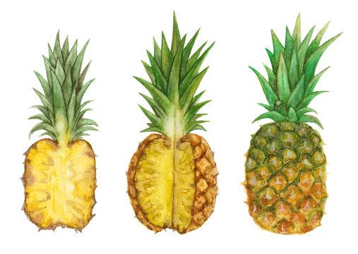watercolor pineapple tropical fruit . hand painted isolated elements.