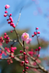 梅の花