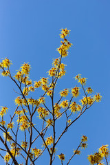 Japanese witch hazel