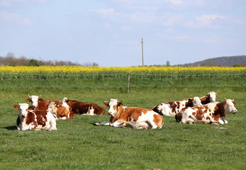 Fototapeta na wymiar Brown and white colored cows enjoying summer sun and laying on green meadow grass landscapes