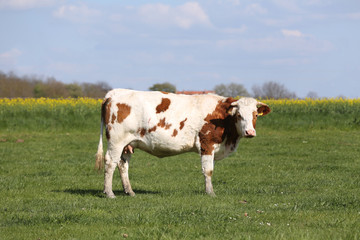 Fototapeta na wymiar Herd of cows on beautiful rural animal farm grazing on green grass meadow