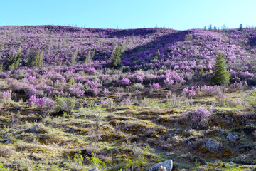 Fototapeta premium Beautiful bushes of purple flowers on the hill. Green grass, spruces and stones. Clear sky and sunny day. Beautiful spring or summertime background.