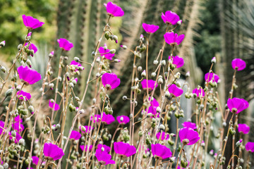 Fototapeta premium Rock Purslane (Calandrinia grandiflora) flowers, native to Chile, used as decorative plants in gardens in California
