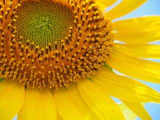 夏の花　ひまわり