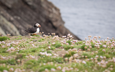 Puffin Bird Wildlife