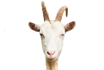 Goat head isolated on white background