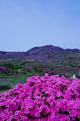 ミヤマキリシマの花が満開の阿蘇中岳の風景