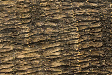 gray dry palm tree bark with deep relief close-up. natural surface texture