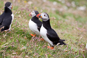 Puffin Bird Wildlife