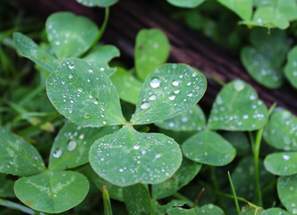 Dew, rain drops, droplets on leaves of Trifolium common Clover green plant, macro photography