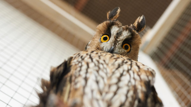 Funny eared owl looking down
