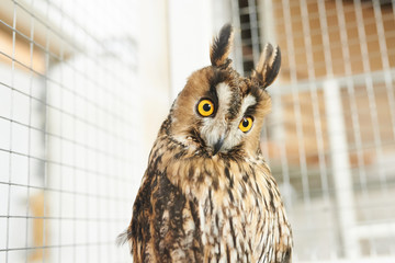 Funny long-eared owl looking right