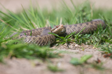 Viper in the Grass