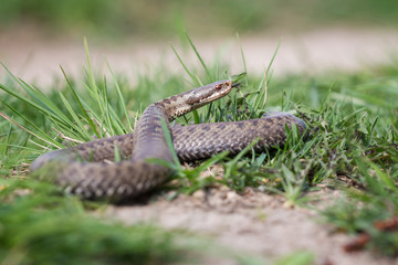 Viper in the Grass