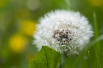 Dandelion on green background closeup