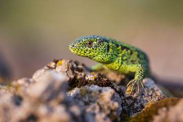 Green lizzard