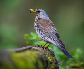 Fieldfare on the perch