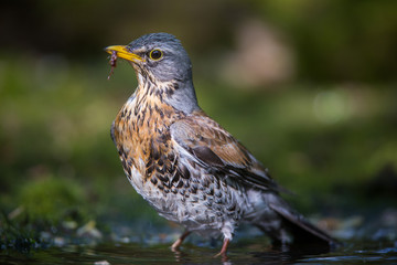 Fieldfare