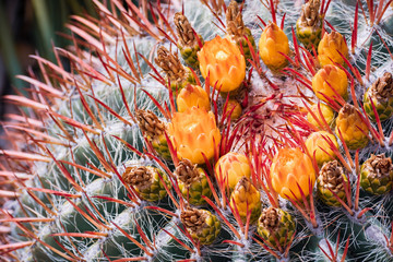 Close up of bright orange flowers on top of large barrel cactus (Ferocactus cylindraceus)